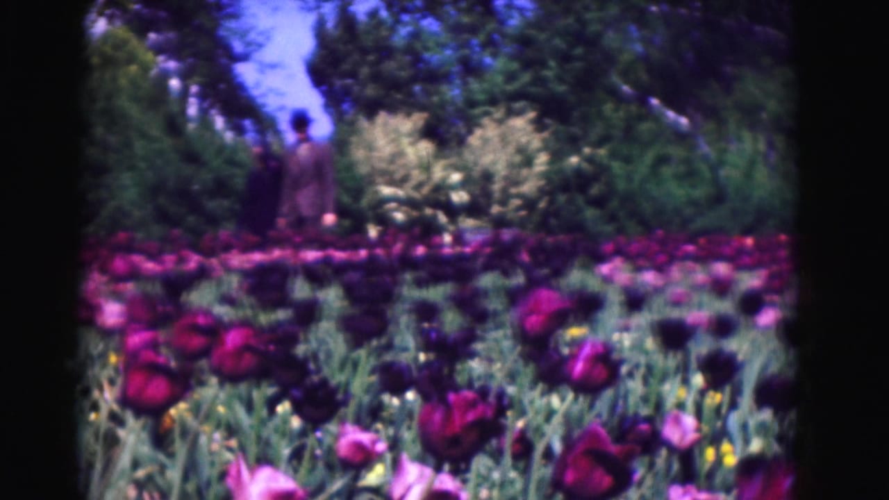 1975 Washington DC home-movie frame showing colorful tulip beds, trees, and a distant woman standing near the garden edge.