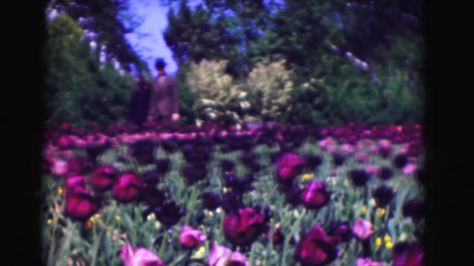 1975 Washington DC home-movie frame showing colorful tulip beds, trees, and a distant woman standing near the garden edge.