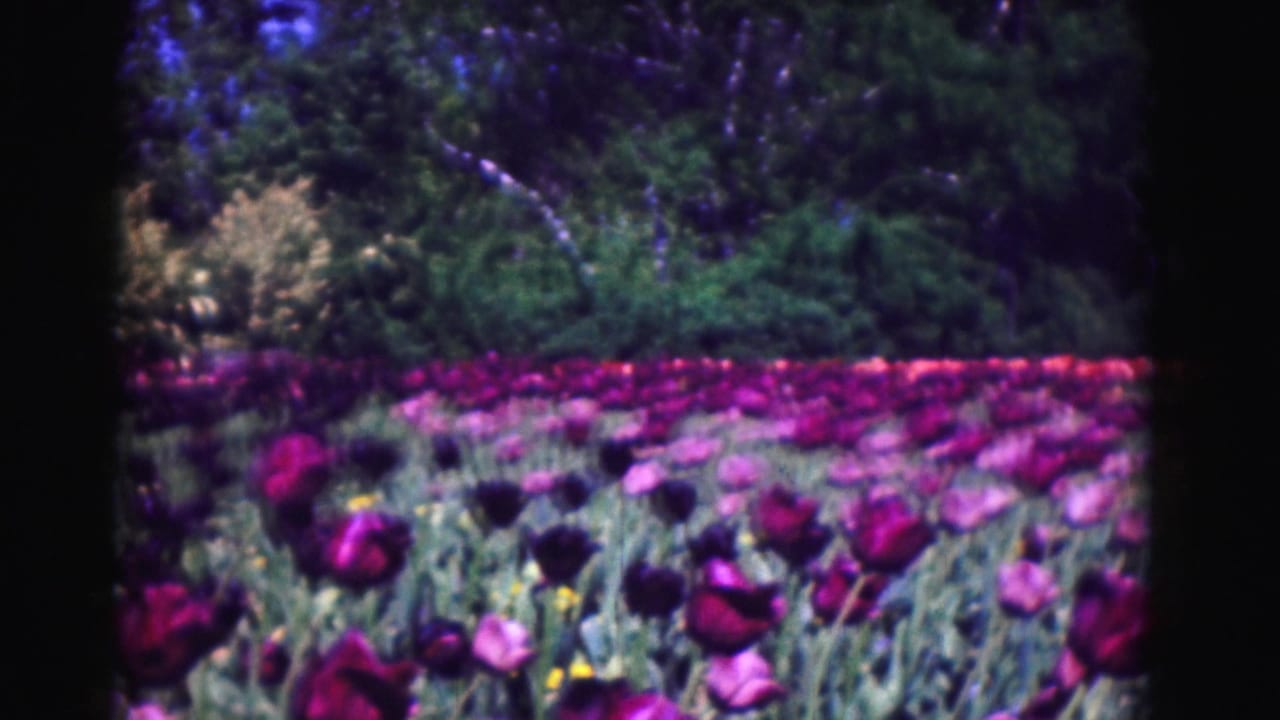 Tulip beds fill the foreground with dense trees and shrubs behind them.
