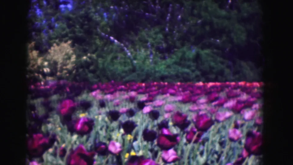 1975 Washington DC garden view with rows of blooming tulips, green foliage, trees, and no clearly visible person in this frame.