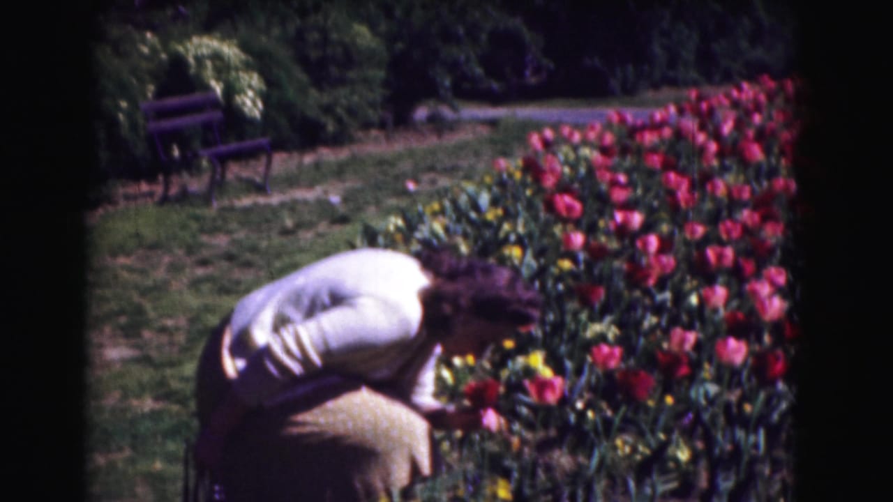 Woman bending over a flower bed filled with red tulips.