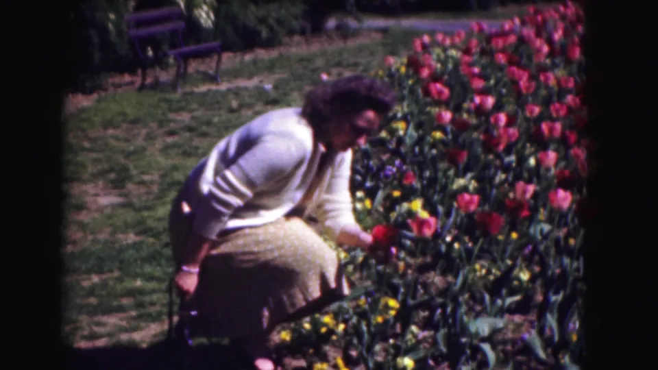 The woman kneels beside the tulip bed, reaching toward a red flower in the 1975 garden scene.
