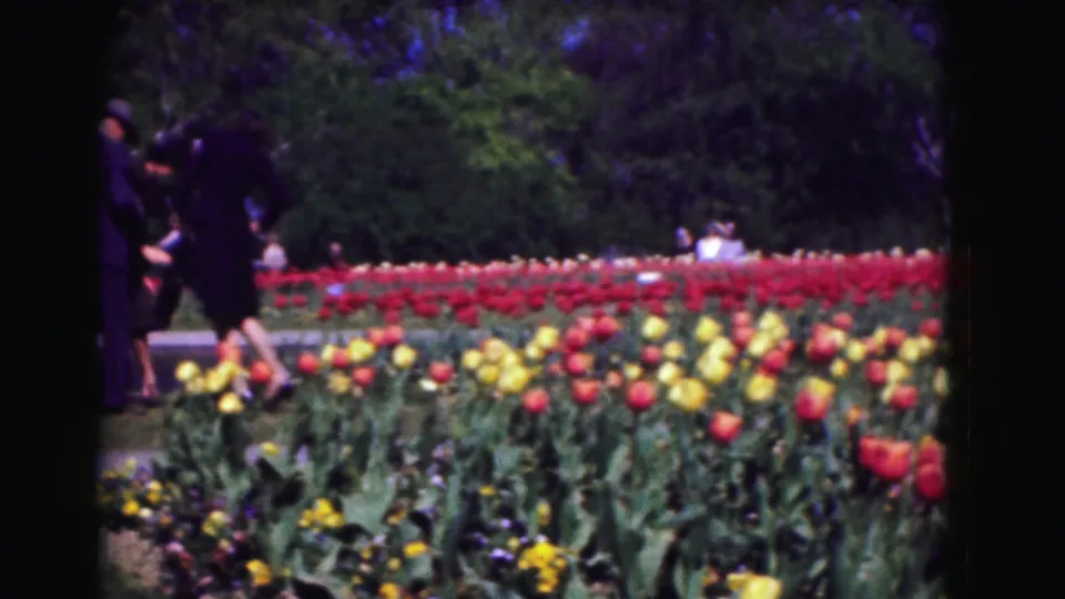 A visitor in dark clothing walks past tulips in this 1975 Washington, DC park home-movie frame.