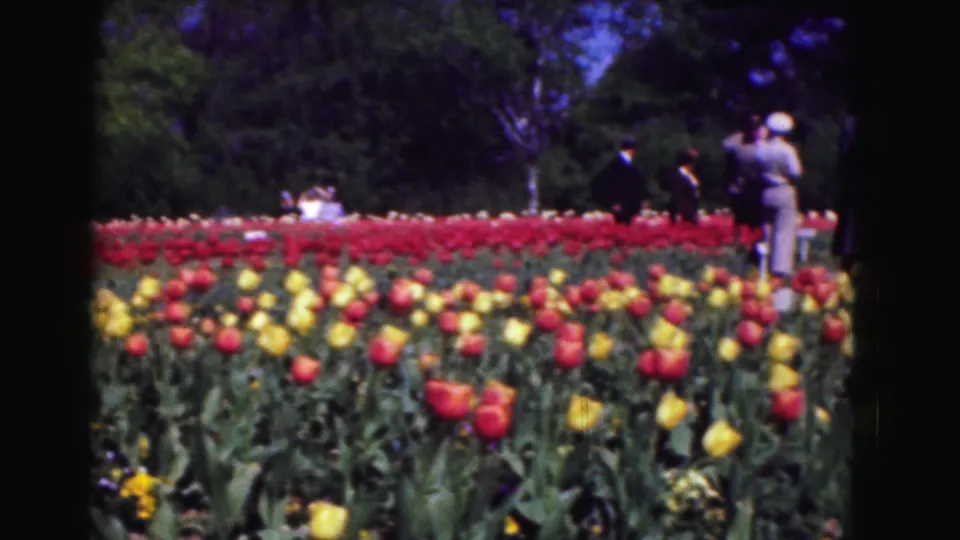 Rows of red and yellow tulips fill the foreground, with park visitors standing farther back among trees in Washington, DC.