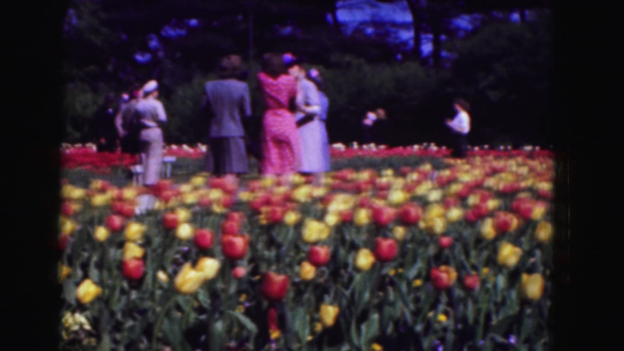 Groups of people look across tulip rows in a shaded garden.