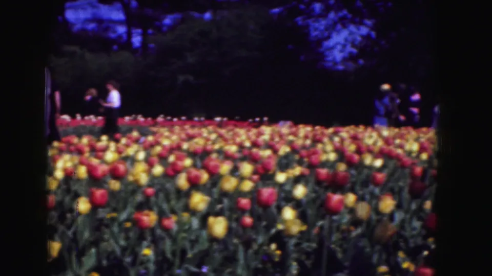 Wide 1975 Washington DC garden view showing red and yellow tulips in the foreground and visitors standing in the distance.