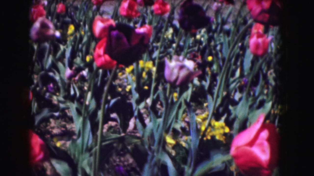 1975 8mm home-movie view of red and purple tulips in bright sun, framed close to the garden bed with visible film borders.