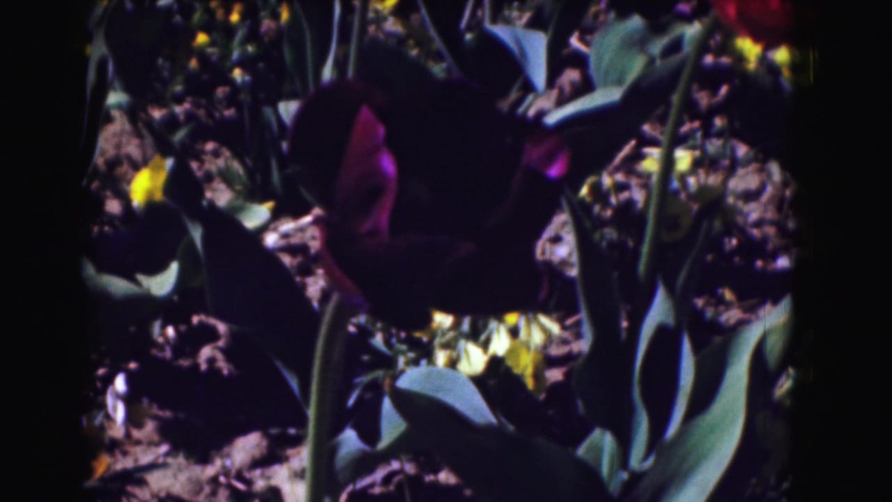 Dark purple tulip close-up with broad green leaves and soil in the background.