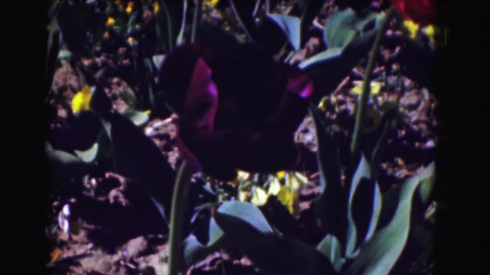 Close 8mm frame of a dark purple tulip in a sunlit planting bed, with soft focus and strong home-movie color saturation.