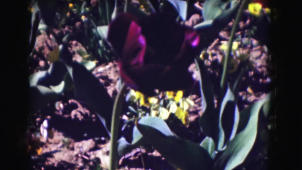 1970s 8mm close-up of a purple tulip among green foliage and small yellow flowers, with visible grain and dark frame edge.