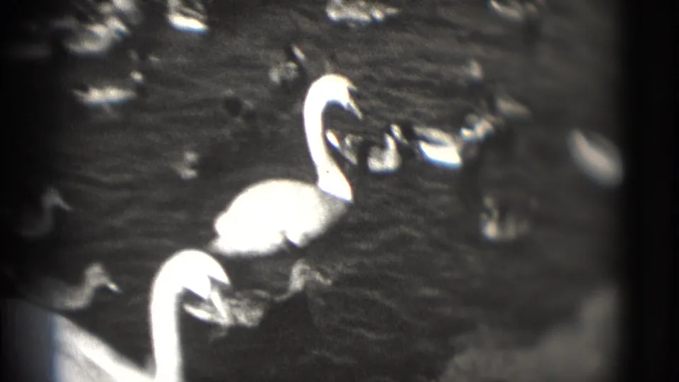1975 Washington DC frame with white swans and smaller ducks clustered on dark rippled lake water.