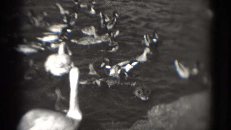 1975 Washington DC lake frame showing a white swan among ducks, with ripples and soft 8mm grain across the water.
