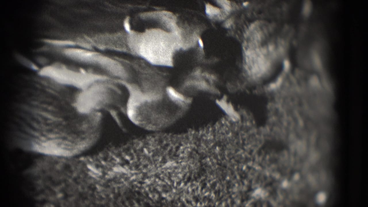 Close view of ducks clustered near the water and shoreline.