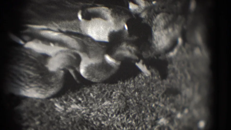 1975 Washington, DC 8mm frame showing ducks gathered near a lakeside edge in soft black-and-white focus.