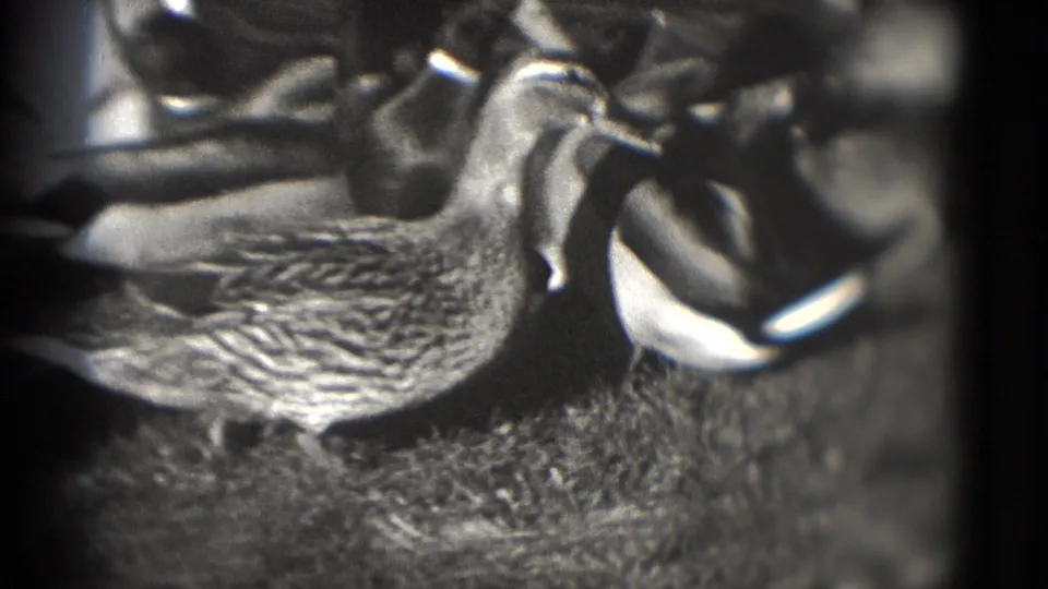 A duck stands in profile among other ducks beside a lake, captured in 1975 Washington, DC home-movie footage.