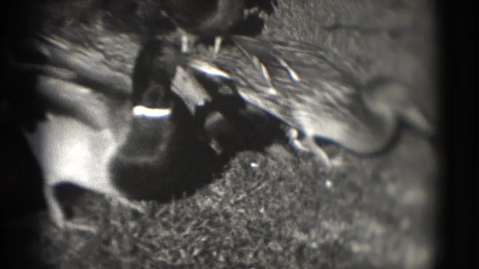 Close black-and-white frame of overlapping ducks foraging at the lakeside in archival 8mm footage from Washington, DC.