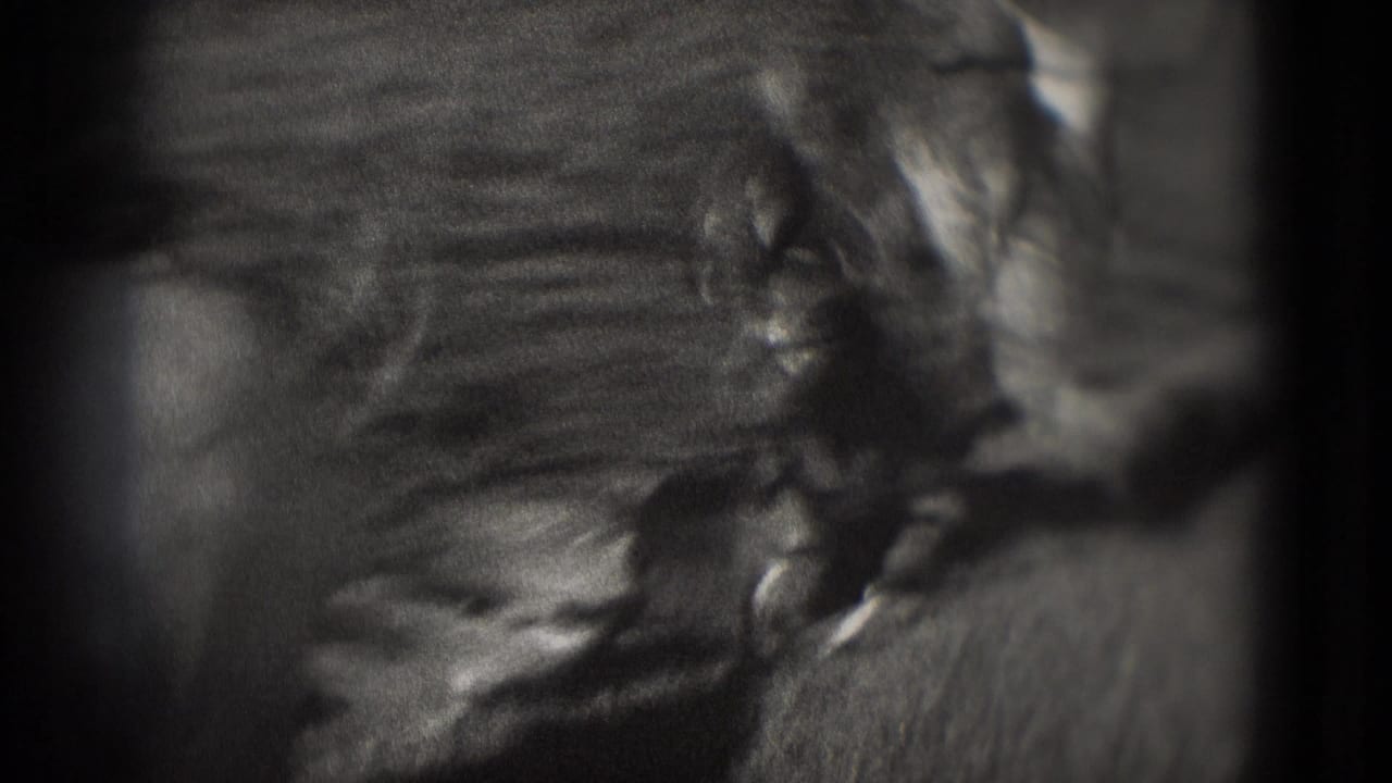 Blurry close view of a waterfowl body beside dark pond water.