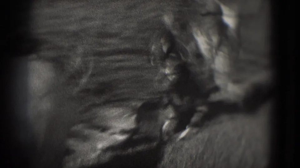 Grainy 1975 8mm frame from Washington DC showing a cropped, soft-focus duck or goose near dark pond water.