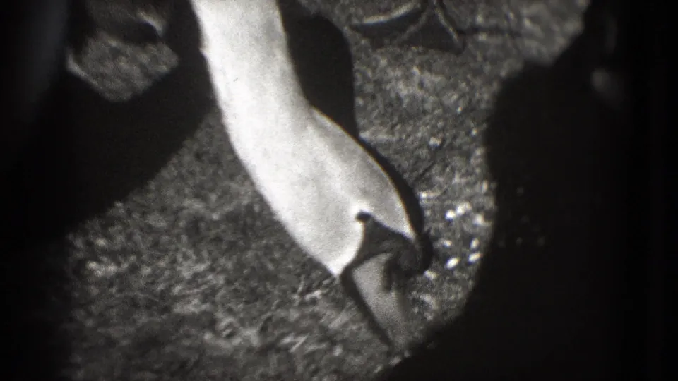 Black-and-white 8mm frame showing the pale neck and head of a duck or goose over rippled pond water in Washington DC.