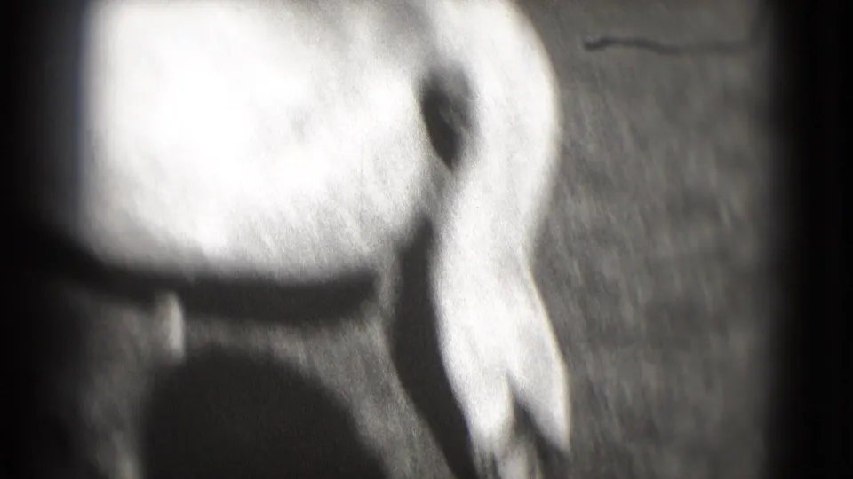 Grainy black-and-white 1975 Washington DC frame showing a close, cropped duck or goose against textured pond water.