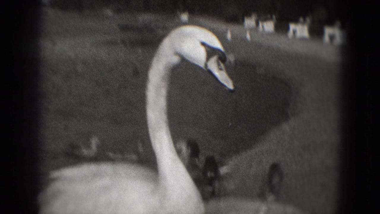 White swan at pond edge with curved neck and soft distant background.