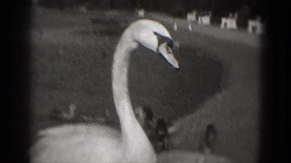 Black-and-white 1975 Washington DC home-movie frame showing a white swan near pond water with a curved neck.