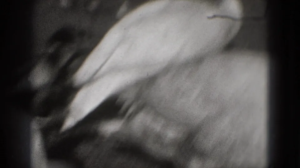 Soft-focus black-and-white close-up of the swan's body and folded wing during the Washington DC pond sequence.
