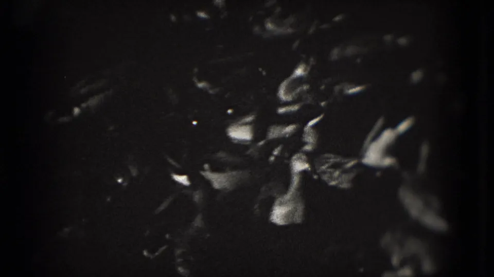 Grainy black-and-white frame with dark pond water, bright reflections, and indistinct movement near the surface.