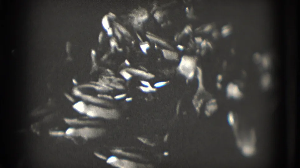 Soft black-and-white close-up showing bright feather-like shapes or reflections from the swan and pond surface.
