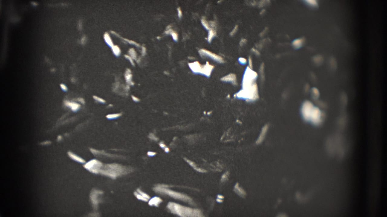 Ducks clustered on dark water with bright glare and soft focus.