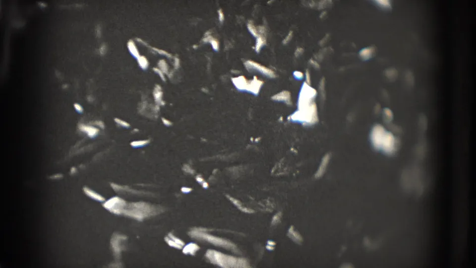 1975 Washington, DC home-movie frame showing ducks grouped on dark water, softened by grain and glare.