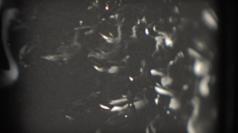 Ducks move across dark water in a grainy 1975 Washington, DC home-movie frame with a shadowed frame edge.