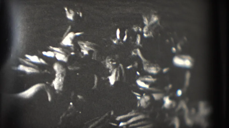 A close, soft 8mm view of ducks clustered on water, with high contrast shadows and bright reflected highlights.