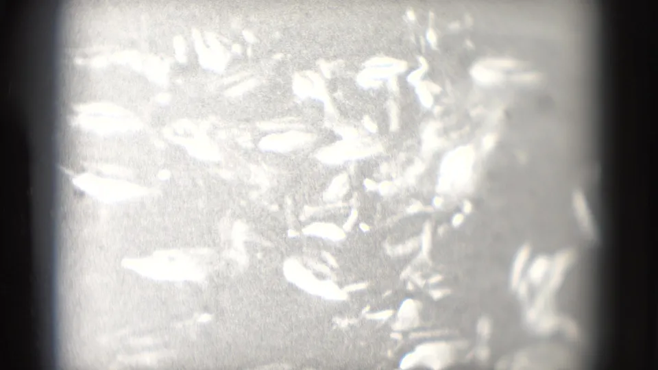 Ducks remain visible against a bright, overexposed patch of water in the 1975 Washington, DC home-movie scan.