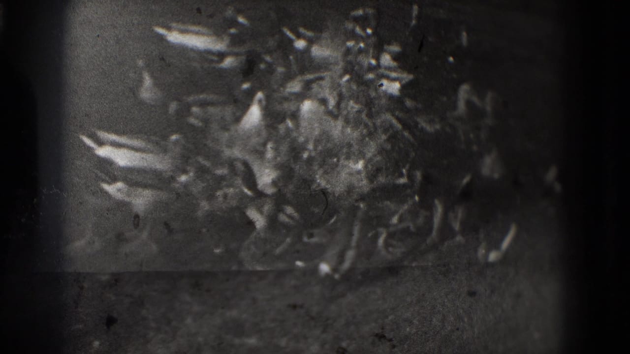 1975 8mm Washington DC footage showing a clustered group of ducks near pondside ground in soft black-and-white focus.