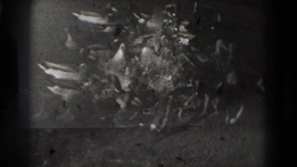 1975 8mm Washington DC footage showing a clustered group of ducks near pondside ground in soft black-and-white focus.
