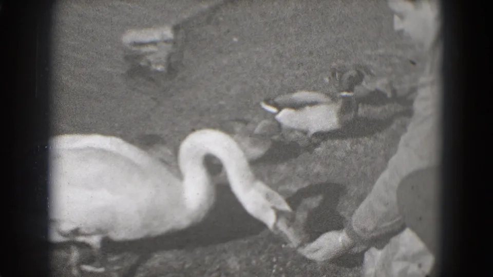 A white swan lowers its long neck toward food offered by a human hand, with ducks nearby in 1975 Washington DC home-movie footage.