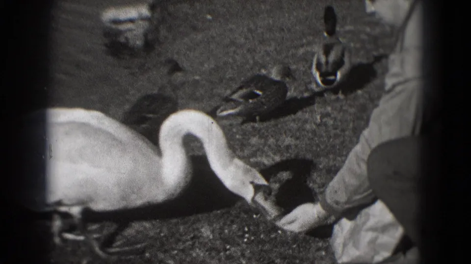 The swan and ducks remain close to a person at the pond edge, with the swan's neck curved downward toward offered food.