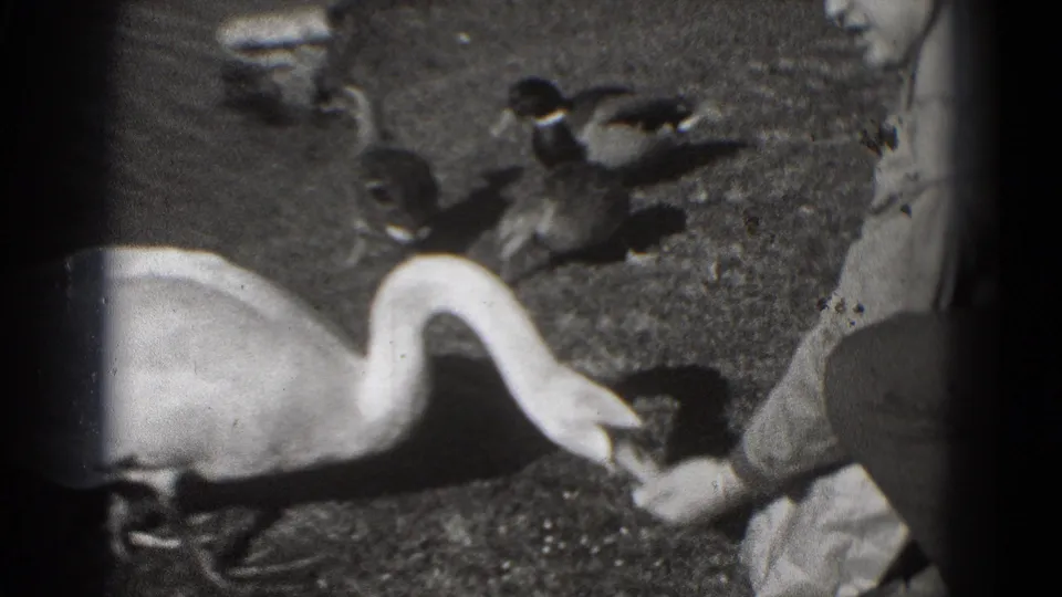 A white swan feeds from a person's hand while several ducks remain nearby on the pondside ground in black-and-white 8mm footage.