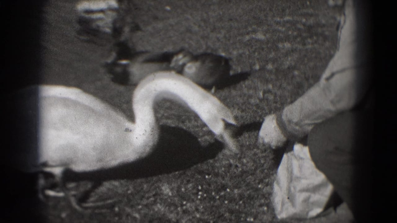 Crouching person feeds a white swan on grass while ducks stand nearby.