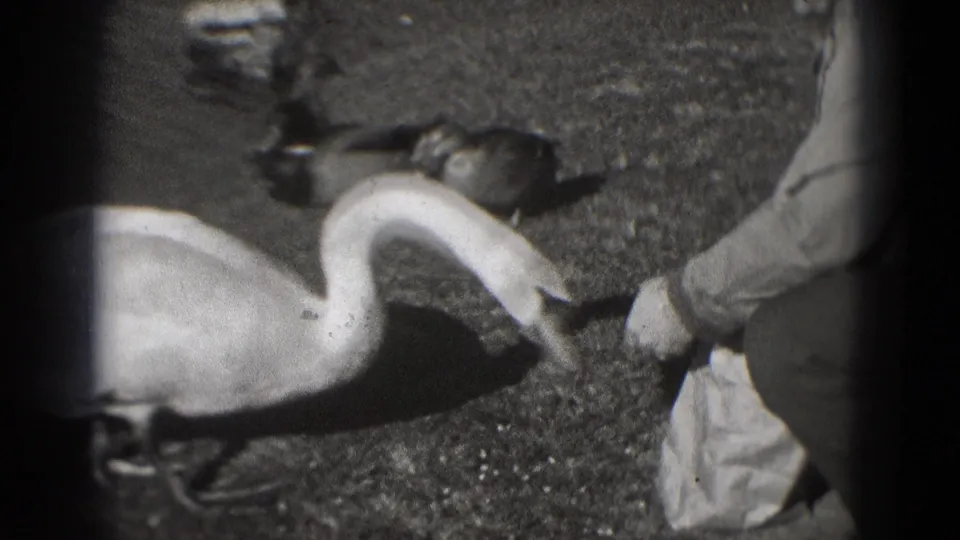 1975 Washington DC home-movie frame showing a crouching person feeding a white swan as ducks gather on grass.