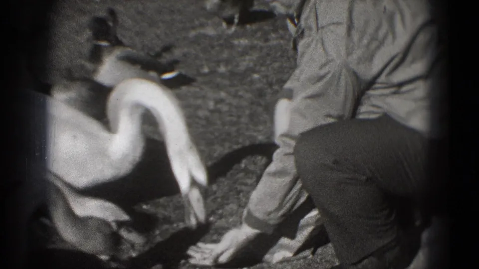 A white swan bends toward the ground beside a crouching person in this 1975 Washington DC park home-movie frame.