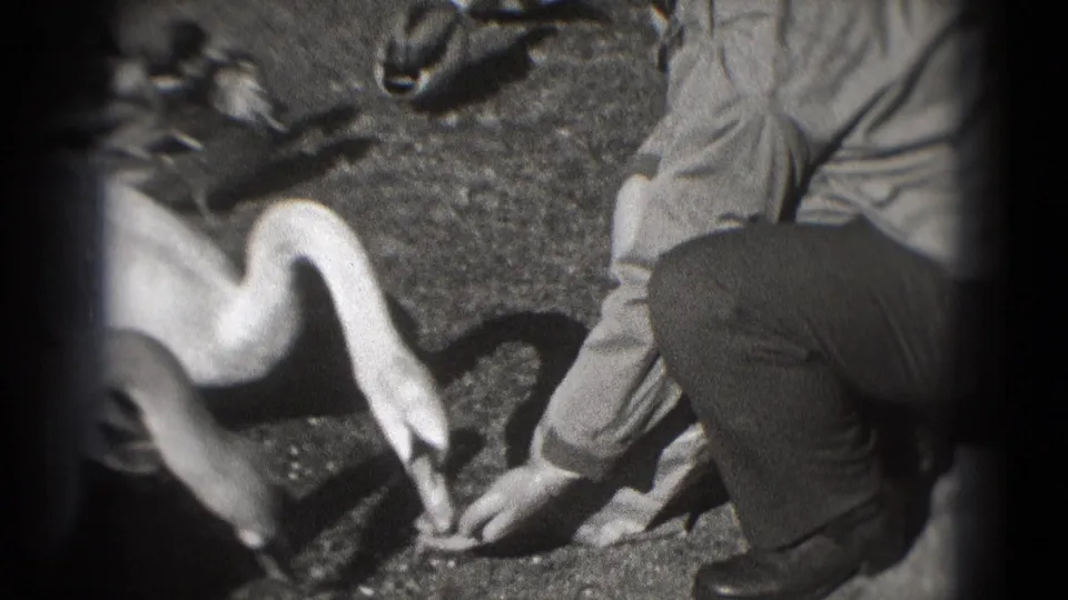 The swan and several ducks cluster close to a crouching adult feeding birds on grass in 1975 Washington DC footage.
