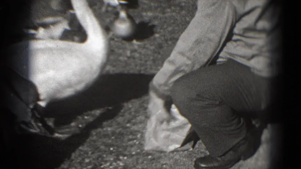 A crouching person in a light jacket feeds a white swan on grass, with ducks nearby in 1975 Washington DC home-movie footage.