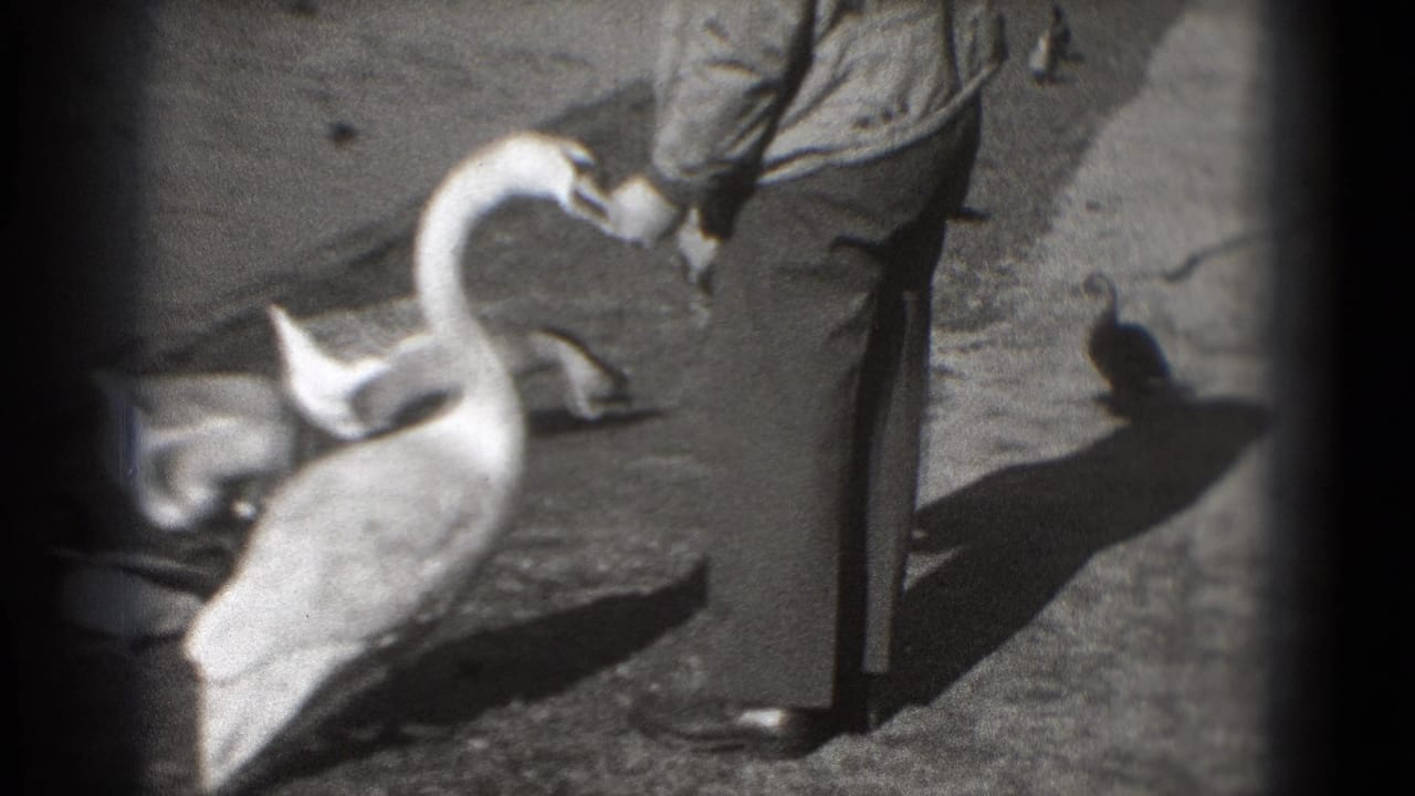 Man standing on a paved path reaches toward swans gathered at his feet.