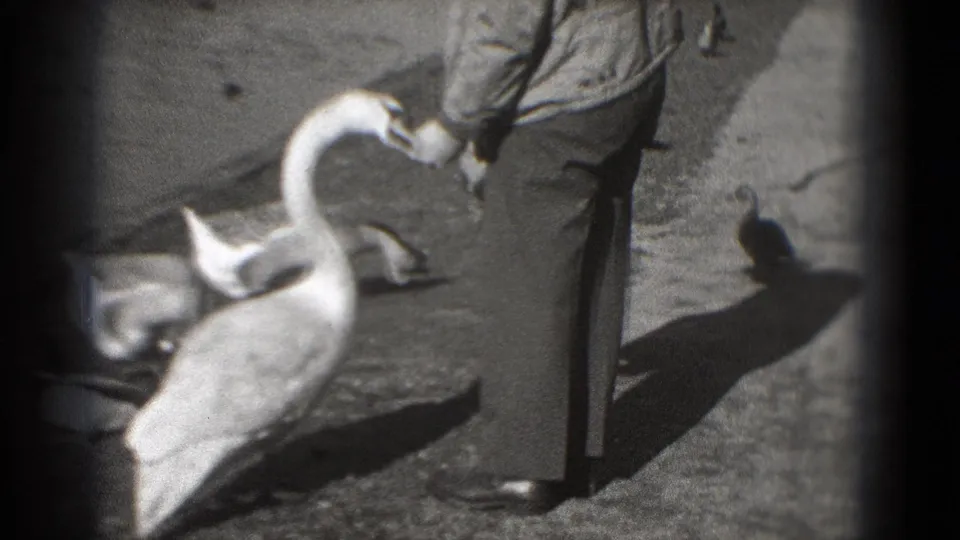 1975 Washington, DC home-movie frame showing a man in trousers feeding swans on a sunlit paved park path.