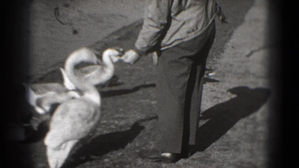Black-and-white 8mm frame from the Washington, DC park outing with swans reaching toward food in a man's hand.