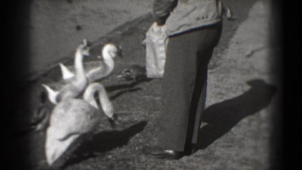 1975 black-and-white park footage frame showing multiple swans near a man holding a small bag or packet.