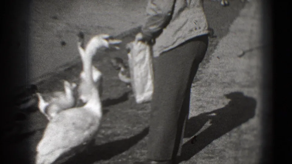 Washington, DC home-movie frame from 1975 showing a man holding a bag as a swan raises its neck toward him.