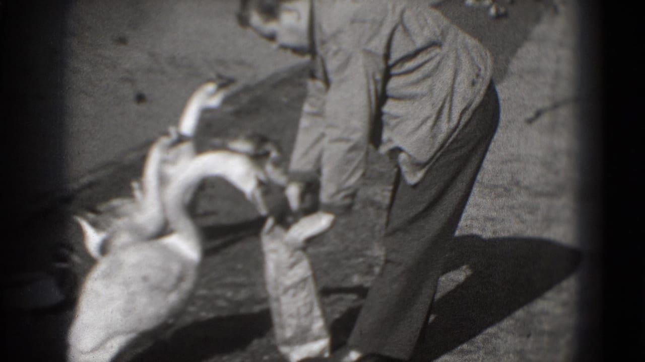 Man in suit trousers bends toward geese gathered near a paper bag.